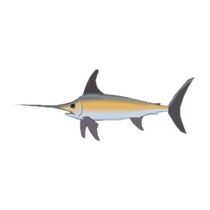 Florida Swordfish